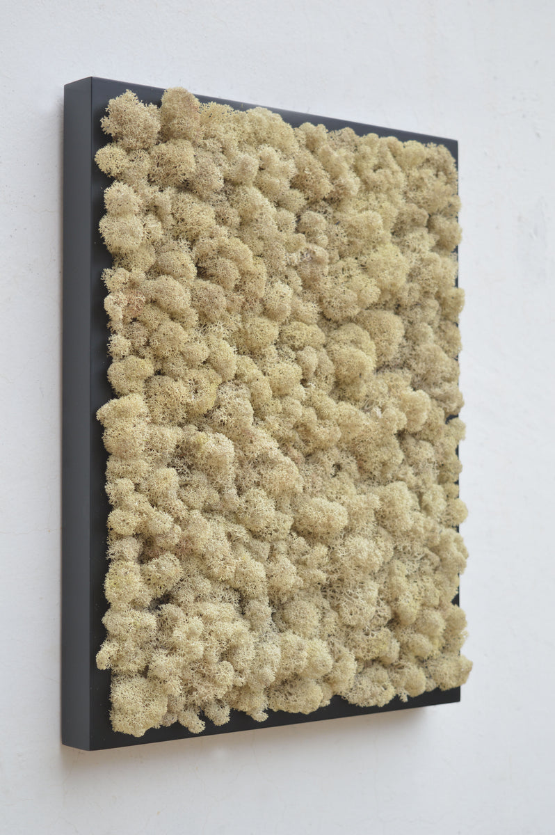 Quadro licheni stabilizzati extra size cornice bianca – ELGREN