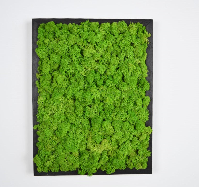 Preserved lichen picture in walnut colored wooden frame