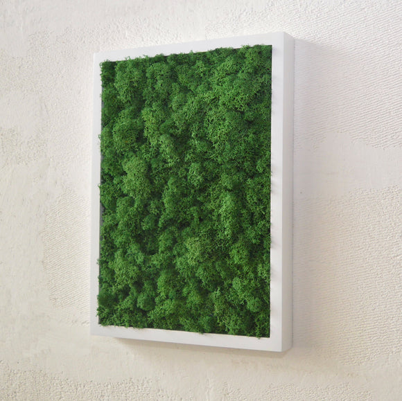 Preserved lichen painting in white - light green frame