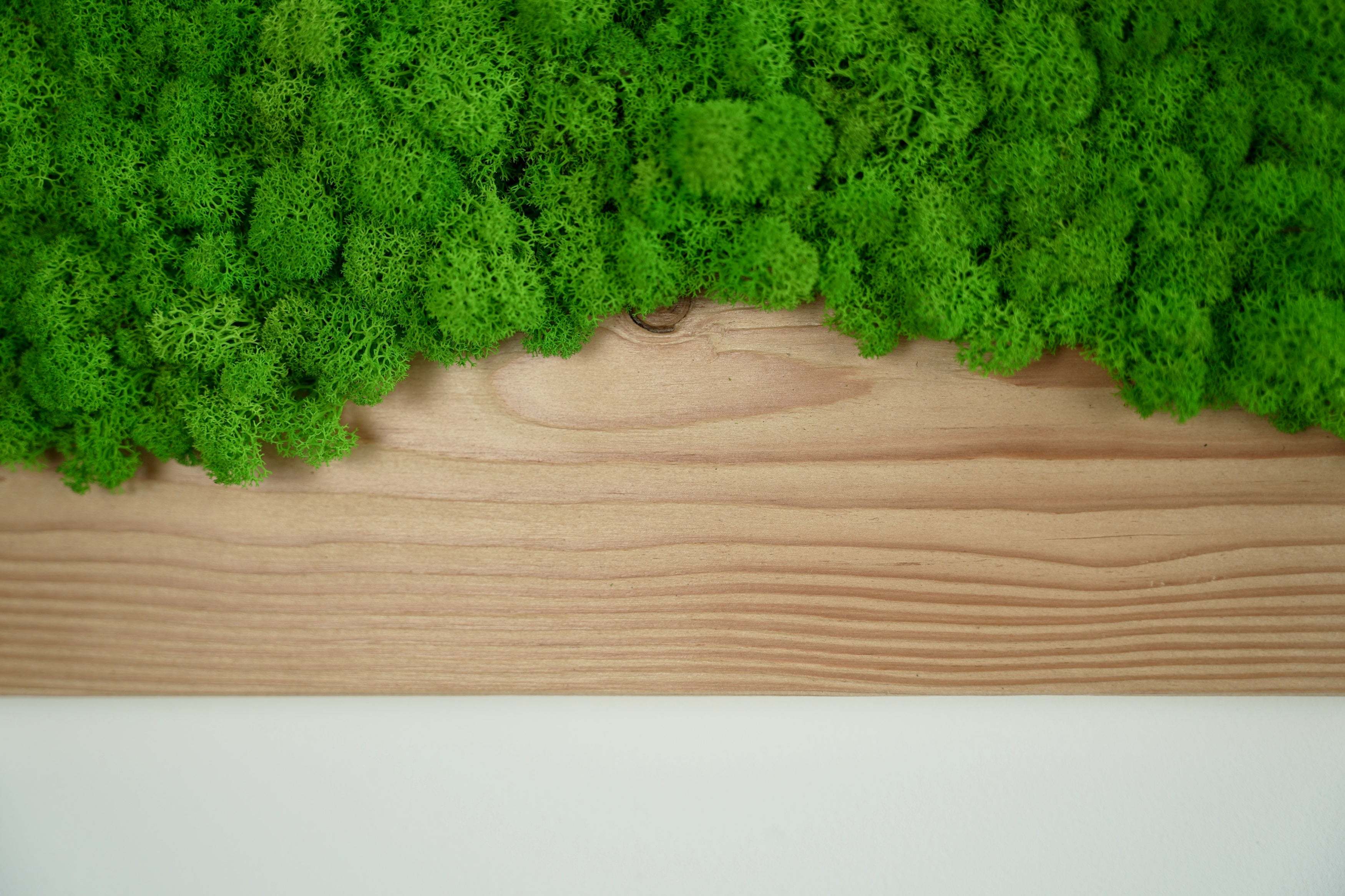 Planche en bois de sapin avec polemoss et lichens déshydratés et stabilisés