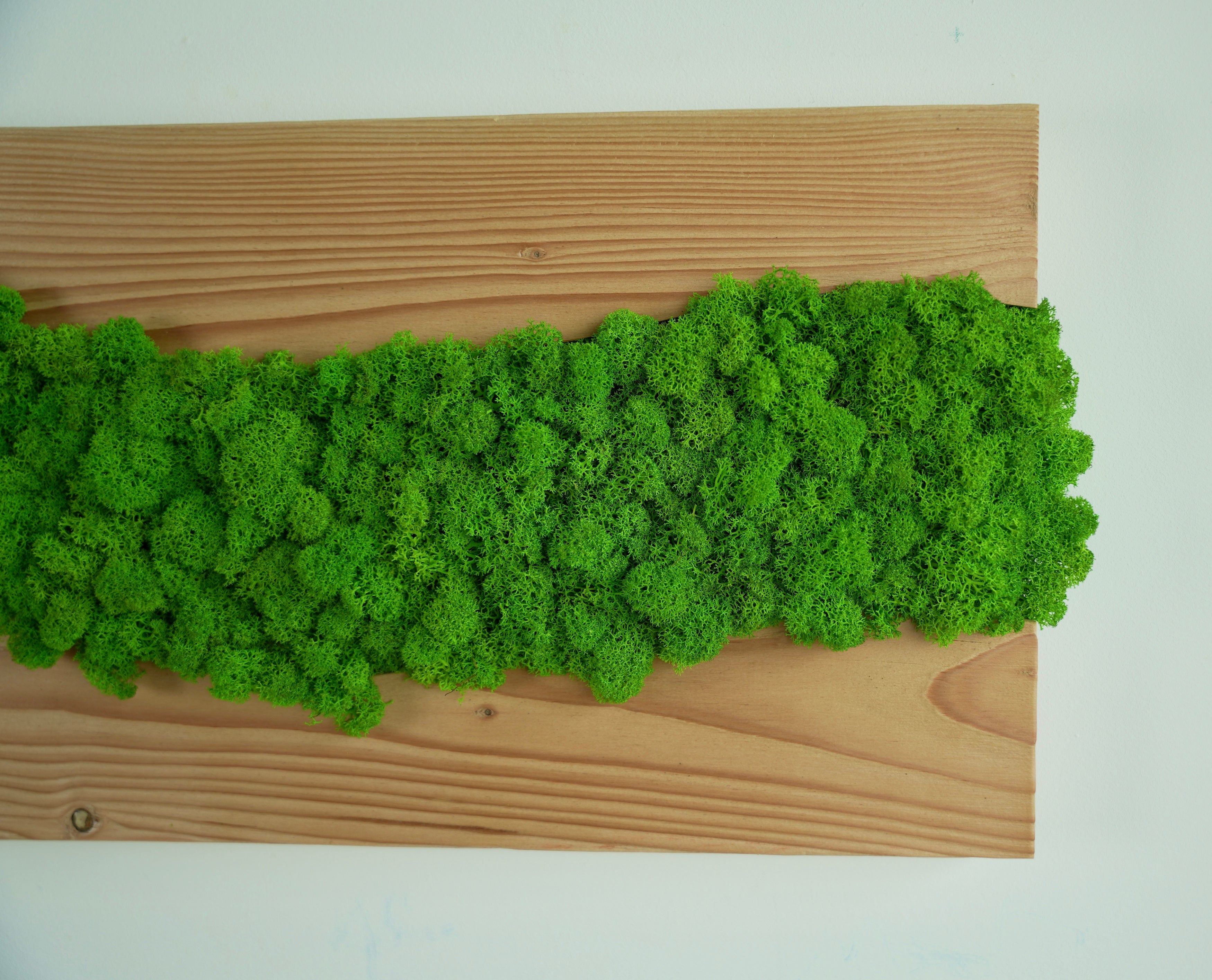 Planche en bois de sapin avec polemoss et lichens déshydratés et stabilisés